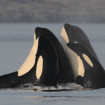 Daily Dive # 046 | The Long Lives of Orca Mothers